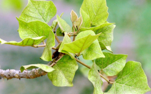 Lá vông nem chữa mất ngủ