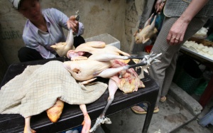 Trung Quốc: Lại xuất hiện chủng cúm mới H9N2