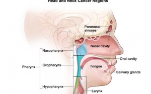 Chất từ hạt bông giúp điều trị ung thư đầu và cổ