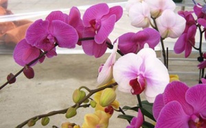 Hoa 'độc' Trung Quốc 'lấn' hoa Việt