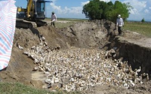 Bình Phước: Một ca tử vong do cúm H5N1