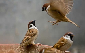 Chim sẻ gây lây nhiễm virus H5N8