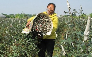 Làng hoa ven đô rực rỡ đón xuân về