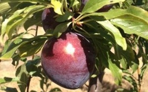 Tết này ăn mận... chống béo