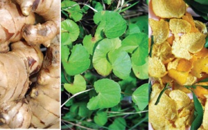 Bài thuốc chữa ho khi trời lạnh