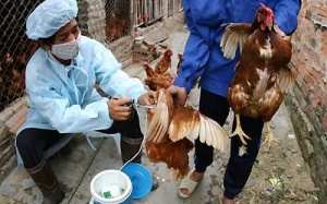 Đồng Tháp: Ca tử vong đầu tiên do nhiễm cúm A/H5N1