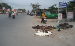 ĐBSCL: Ngang nhiên bán gà bất chấp cúm gia cầm