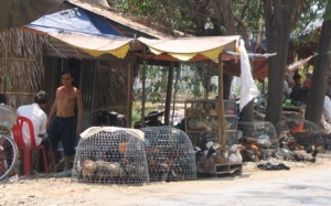 Vi rút gia cầm H10N8 có thể lây sang người