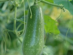 Cụ ông suýt chết vì đưa quả bí đao vào hậu môn