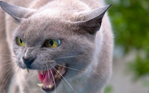 Mèo cắn có nguy hiểm không?