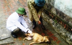 Thanh Hóa: Bùng phát dịch chó dại, 10 người thương vong