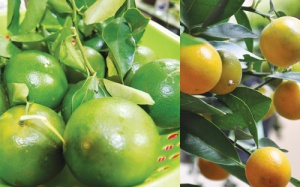 Tăng cường 'năng lượng ấm' cho cơ thể