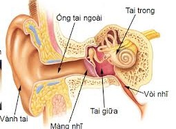 Ráy tai tiết lộ về... chủ nhân