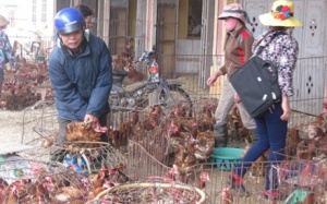 Chủ động phòng chống cúm A/H7N9 và H10N8