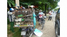 Dịch cúm lan nhanh, vẫn vô tư mua gia cầm giết mổ tại chỗ