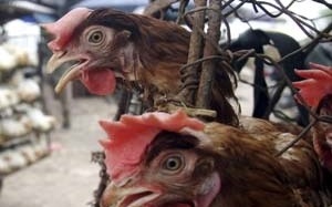 Cúm gia cầm lan rộng 14 tỉnh, thành