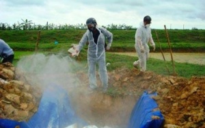 Hà Tĩnh 'nghiến răng' tiêu hủy gần 1.000 gia cầm nhiễm bệnh