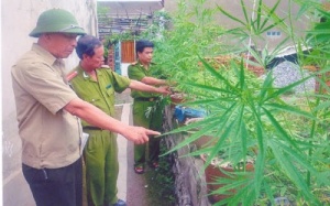 Cần sa - không chỉ là 'thoáng qua', vui vẻ...