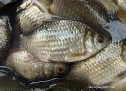 Tham khảo bài thuốc ngừa và trị thủy đậu của Tuệ Tĩnh