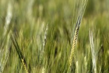 Loại bỏ mỡ và cholesterol bằng kiều mạch và đại mạch