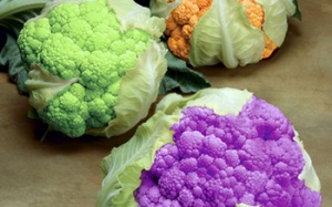 Điều kiện cấp Giấy xác nhận thực vật biến đổi gene làm thực phẩm