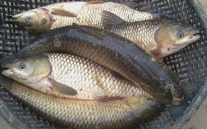 Mật cá trắm : “Viagra” hay thuốc độc?