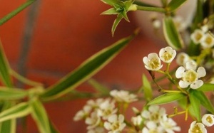 Lời tự tình tháng Hai