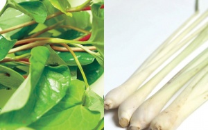 Bài thuốc Đông y trị sởi cực nhạy