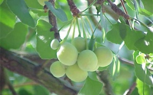 Bạch quả trị khí hư, di tinh