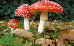 Phòng ngừa ngộ độc nấm đầu xuân