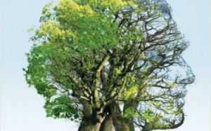 Sẽ có thuốc '3 trong 1' cho Alzeimer, tim mạch và đái tháo đường