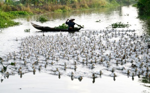 Dịch cúm làm gia cầm rớt giá, nhà nông méo mặt