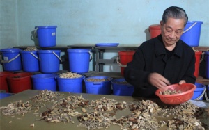 Làng thuốc trăm năm của người Sán Dìu