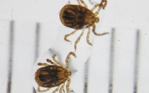 Bọ ve “sát thủ” ở Nhật Bản khiến 21 người tử vong