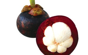 Chiết tách dược chất chống oxy hóa từ lá sa kê, vỏ măng cụt