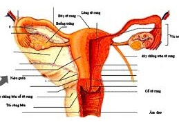 Ăn cho khỏe... tử cung