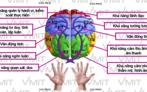 Phát hiện vùng não có trí nhớ xã hội để nhận biết đồng loại