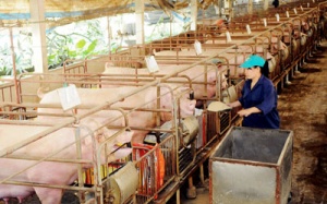 Phòng chống cúm gia cầm: Lo “hở sườn” dịch bệnh khác