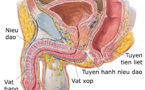 Cảnh giác với viêm tiền liệt tuyến cấp tính
