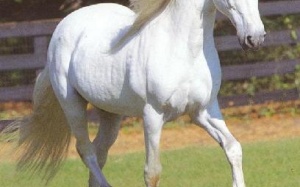 Thực hư tác dụng của cao ngựa bạch