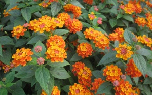 Bài thuốc chữa bệnh từ cây hoa Ngũ sắc