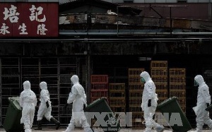 Hong Kong cấm nhập sản phẩm gia cầm từ Hà Lan