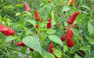 Nghiên cứu gene để lai tạo giống ớt cay 'quắn lưỡi'