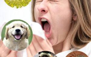 Tỷ lệ viêm mũi dị ứng ngày càng tăng cao