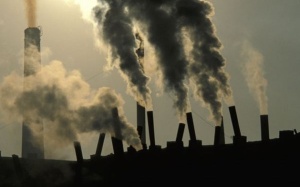 Giun đũa chó mèo - Một thủ phạm gây mày đay