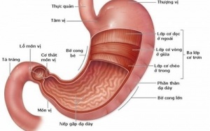 Đái tháo đường gây liệt dạ dày