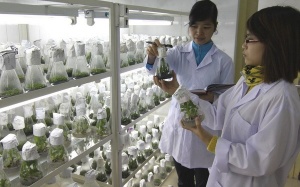 Triển khai dự án “Sưu tập và nhân giống cây dược liệu'