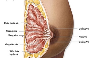 Nhũ hoa không nổi núm, vì sao?
