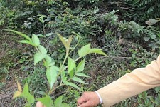 Đổ xô lên rừng săn 'thần dược'