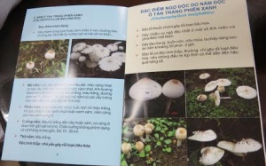 Thêm 5 người trong một gia đình nguy kịch vì ngộ độc nấm